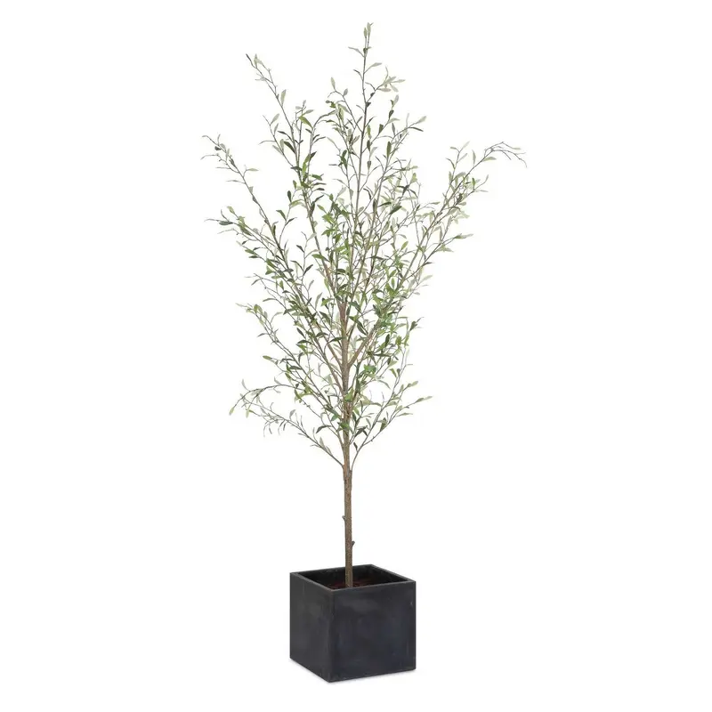 Abundance Tree Olive
