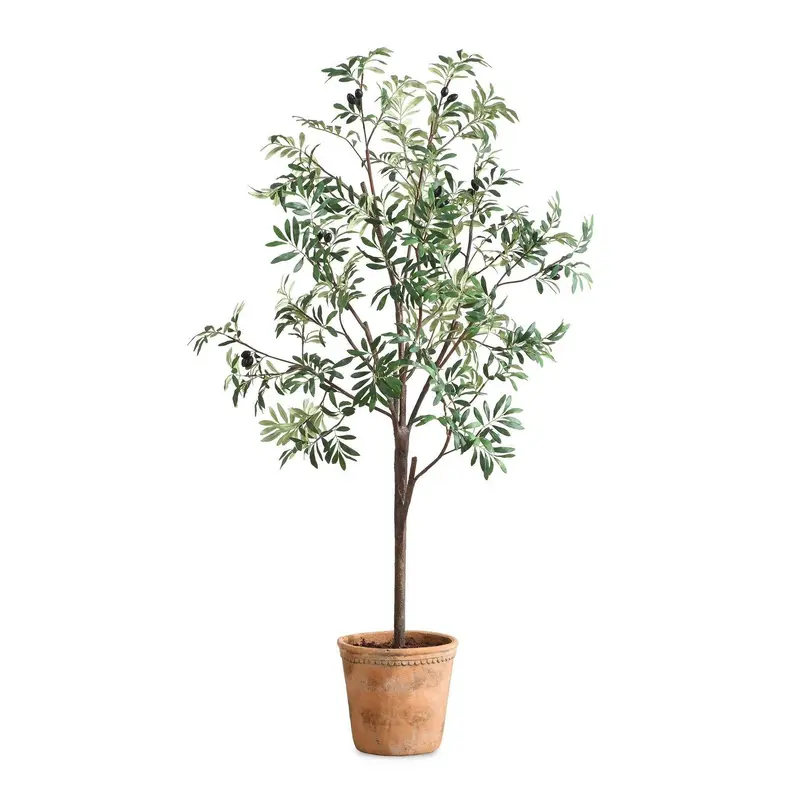 Olea Tree Terracotta