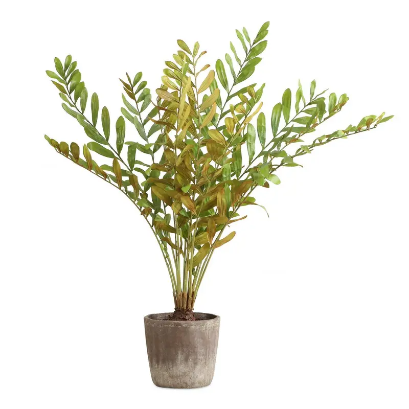 Zamia Planter Rustic
